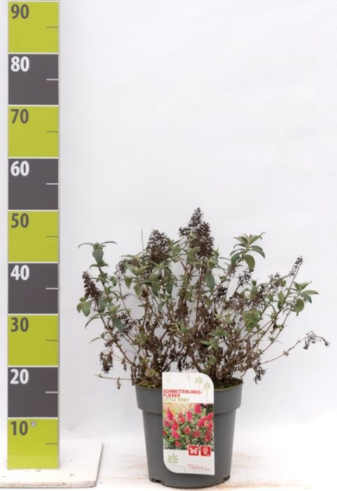Buddleja 'Butterfly Candy Little Ruby' (R) C 4,6, D 23