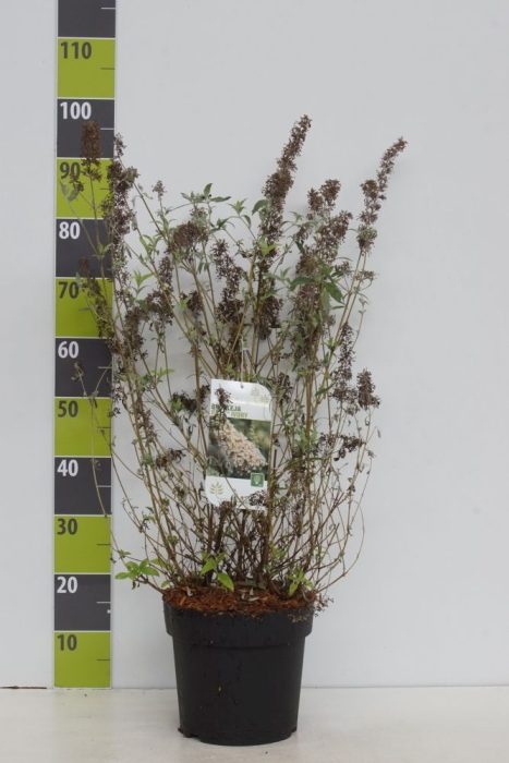 Buddleja 'Buzz Ivory' -R- C 7, D 27