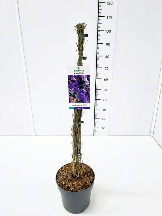 Buddleja alternifolia 80-100C5, D 23