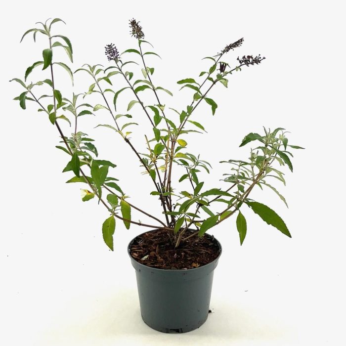 Buddleja d. 'Ile de France', D 19