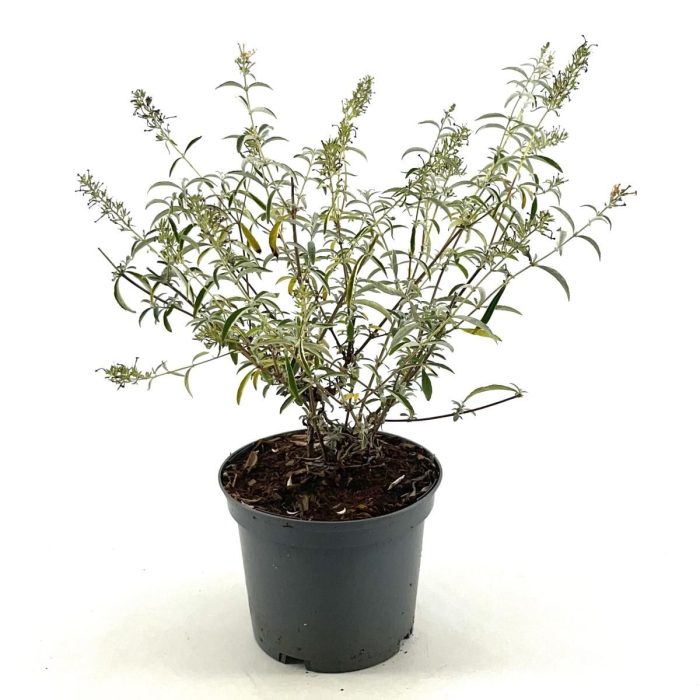Buddleja d. 'Nanho White', D 19