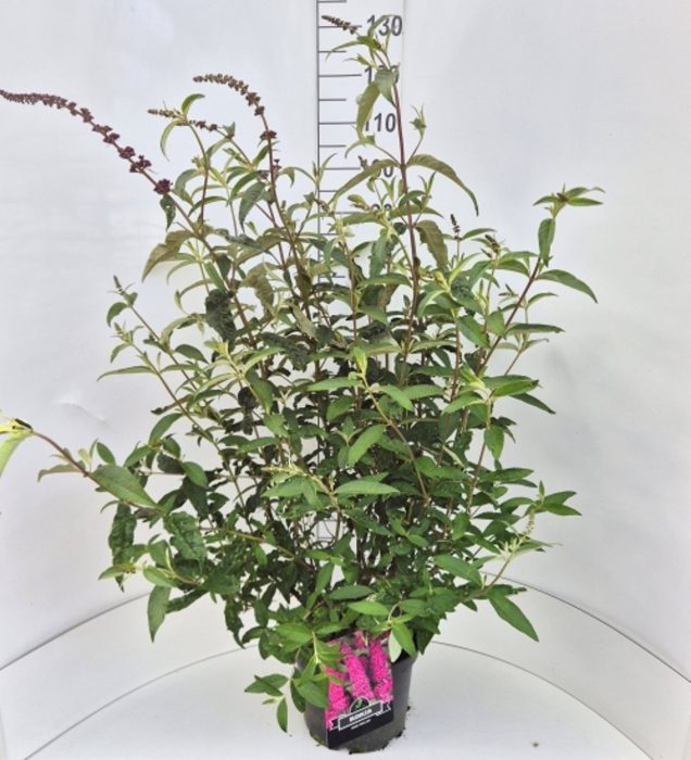 Buddleja d. 'Royal Red', D 28