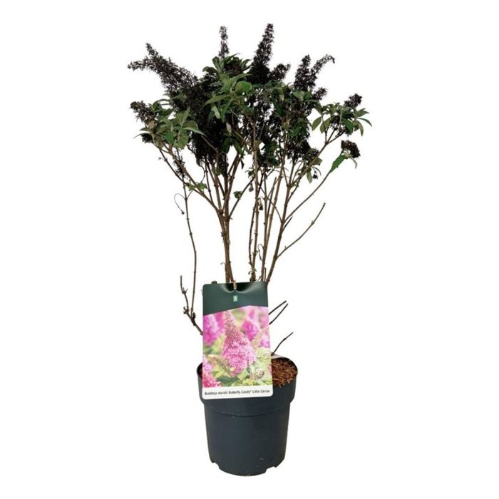 Buddleja d. B. Candy Little Cerise, D 26