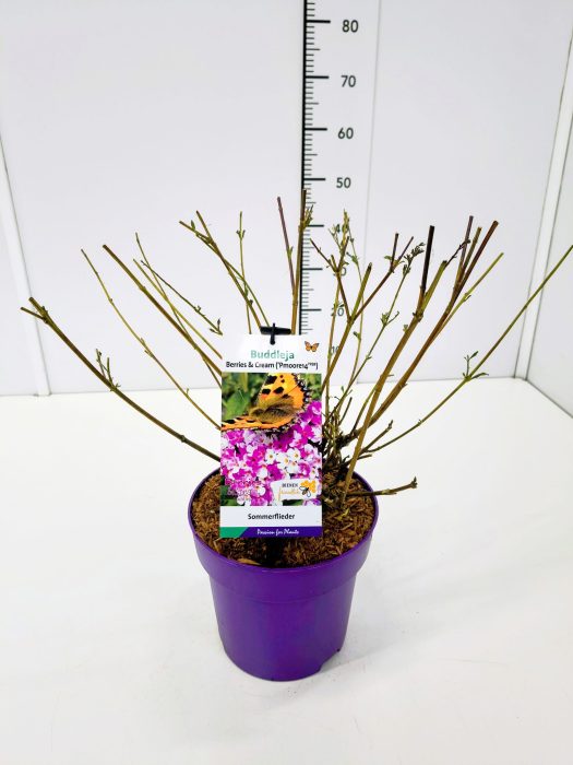 Buddleja dav. 'Berries and Cream' C3, D 19