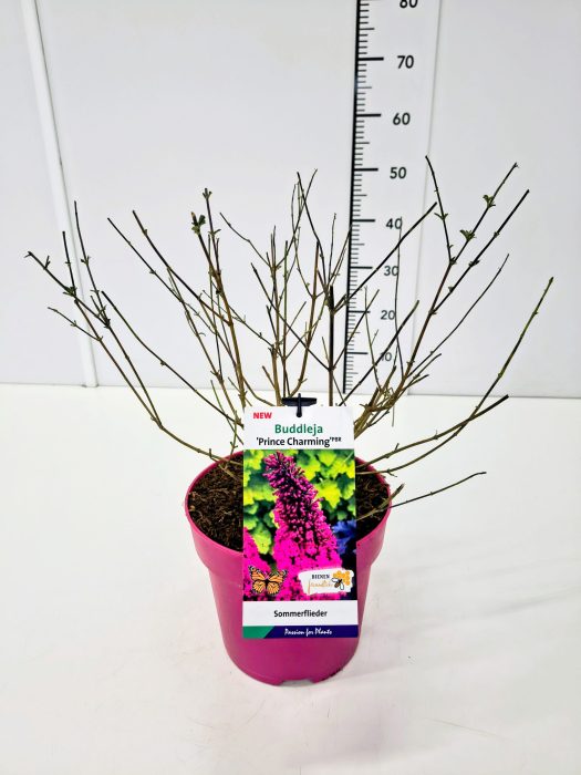 Buddleja dav. 'Prince Charming' 50-60C5, D 23