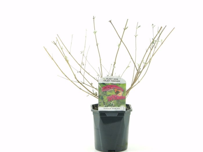 Buddleja dav. Royal Red, D 17