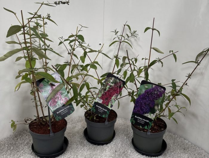 Buddleja Davidii in Sorten, D 19