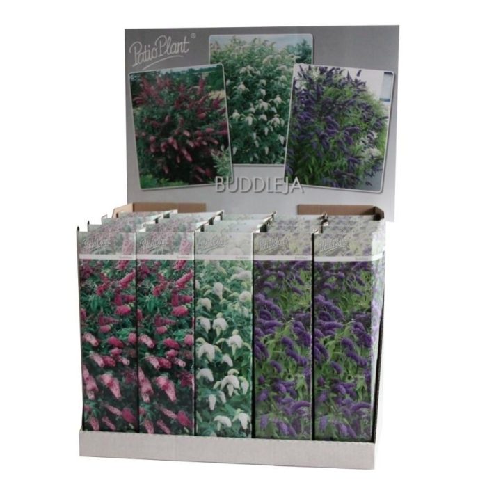 Buddleja davidii mix, D 9