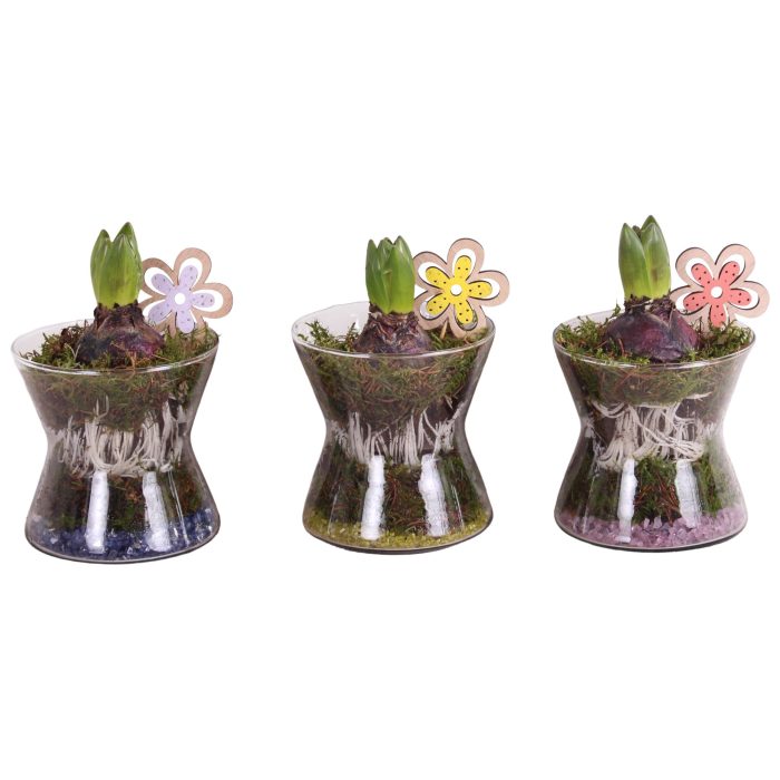 Bulbs Arr. Hyacint Glass Hourglass Ø13cm 1PP, D 13