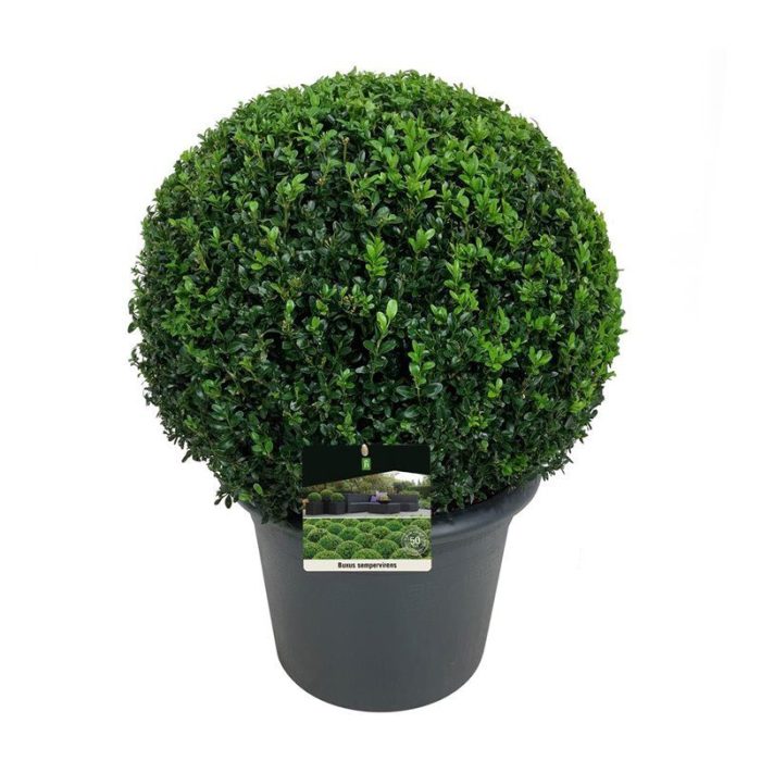 Buxus sempervirens, D 36