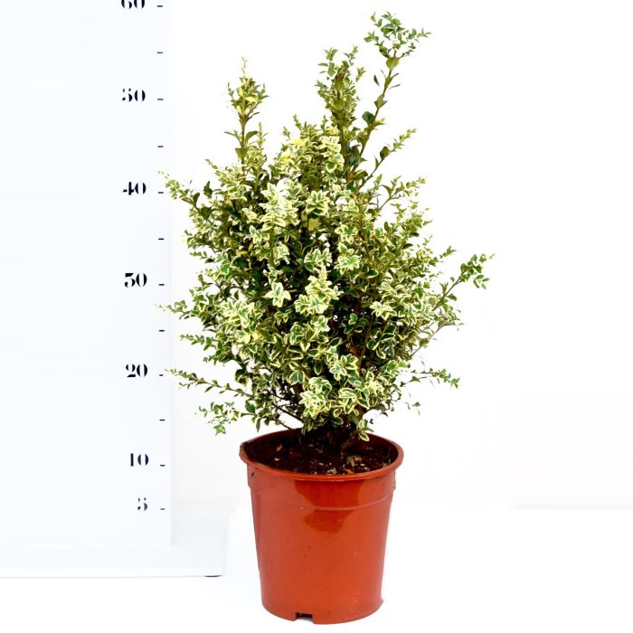 Buxus sempervirens 'Elegans' 30-40cm struik, D 17