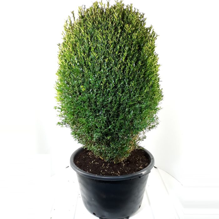 Buxus sempervirens ei-vorm 100cm, D 60