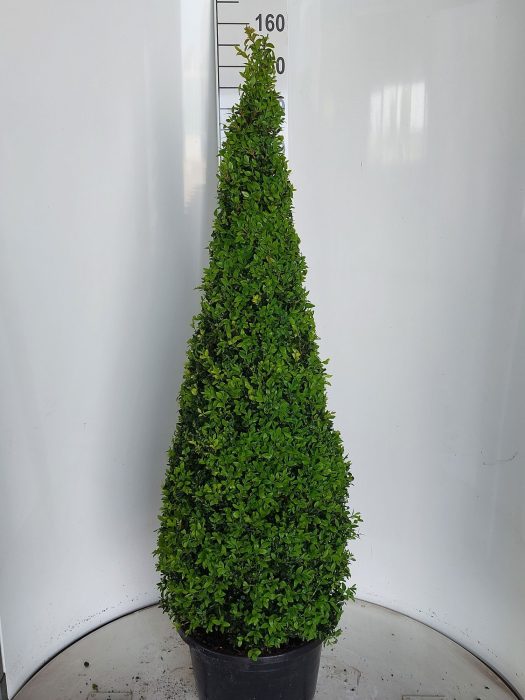 Buxus sempervirens piramide 165KLOK, D 37