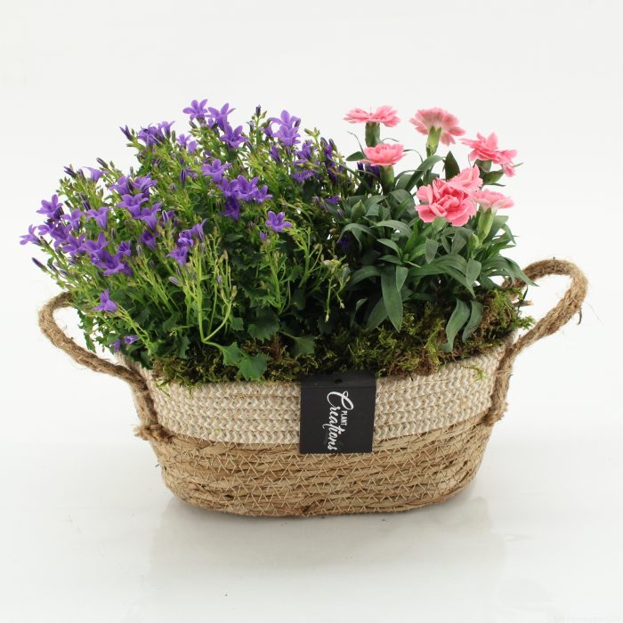 CACR-2605 Campanula creations, D 24