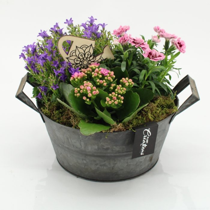 CACR-2607 Campanula creations, D 23