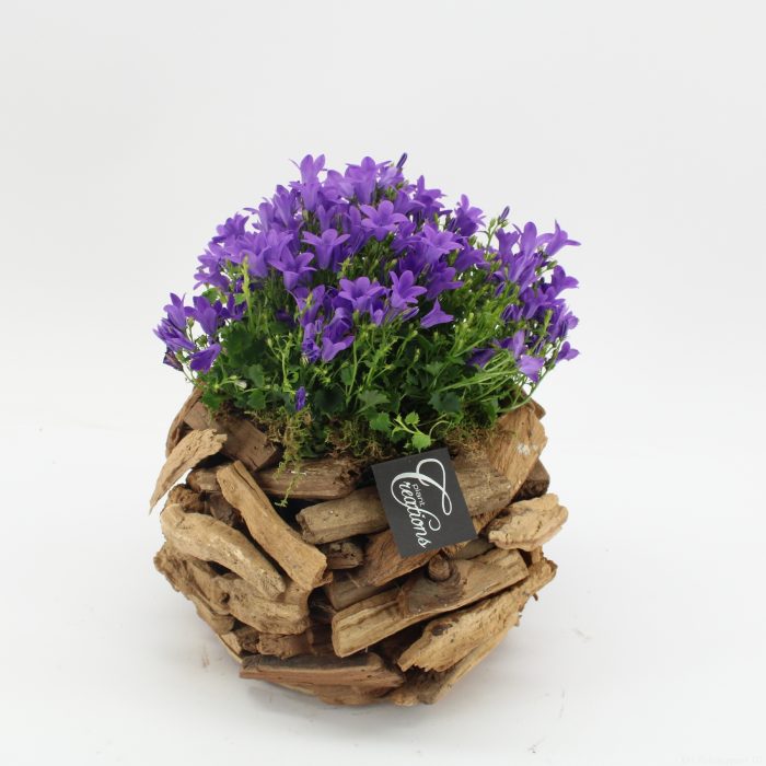 CACR-2623 Campanula creations, D 20