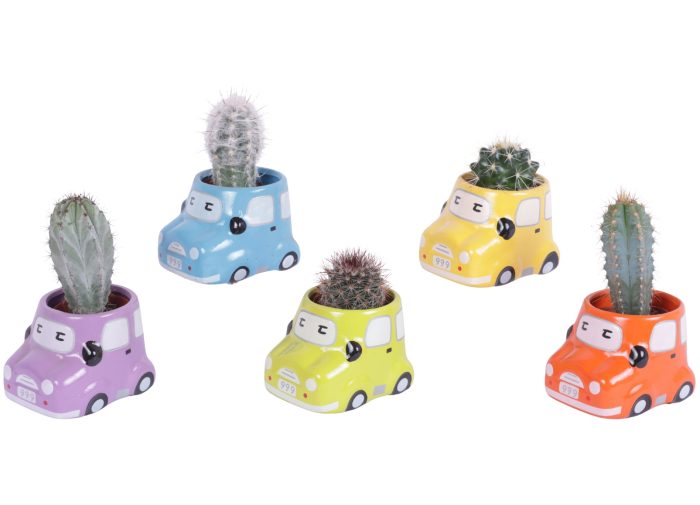 Cactus 5,5 cm in gekleurde auto planter, D 7