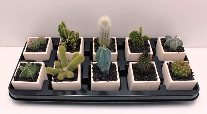 Cactus 8,5 cm Keramiek, D 8,5