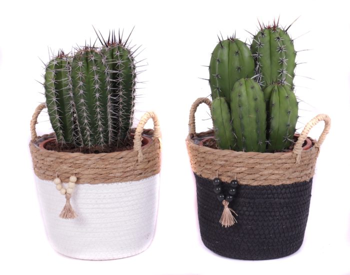 Cactus canarias 17 cm in tokelau mand, D 20