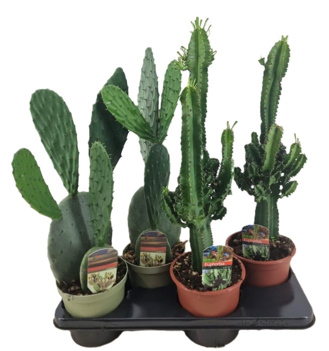 Cactus mix, D 17