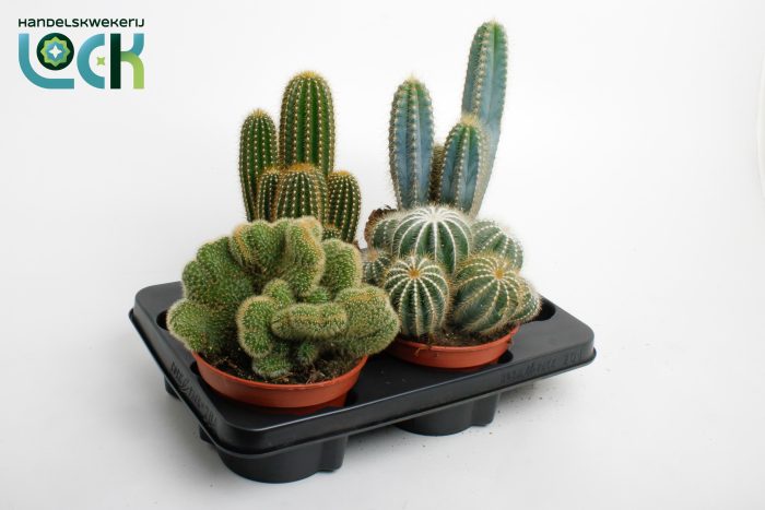 Cactus mix, D 15