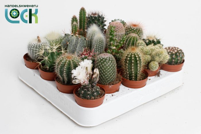 Cactus mix, D 5,5