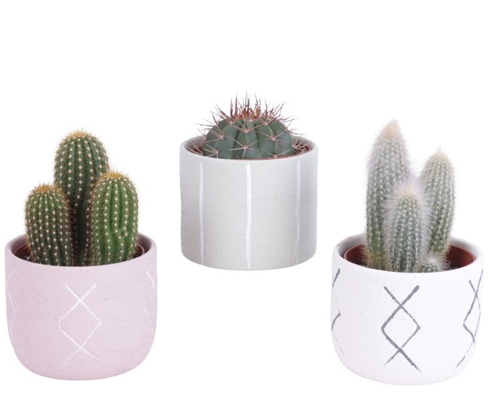 Cactus mix 10,5 cm in tuvalu pot, D 12