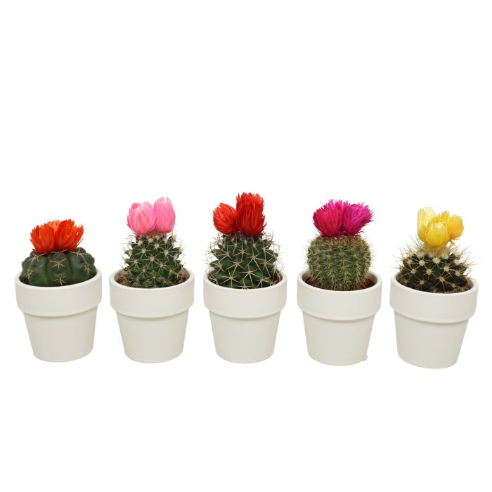 Cactus mix 3 plakbloemen in 6 cm 'Wit Kraagpotje, D 5,5