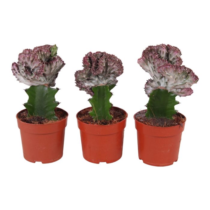Cactus mix Euphorbia l. Ø10,5cm, D 10,5