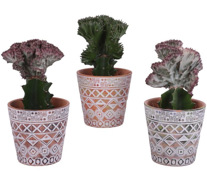 Cactus mix Euphorbia l. Ø12cm in Ø14cm Ceramic Pot Maya, D 14