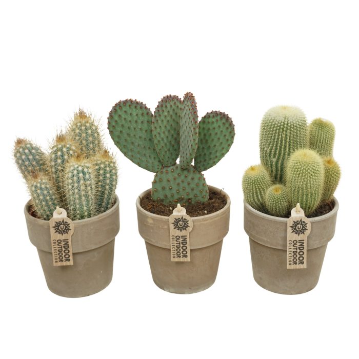 Cactus mix in 13 cm 'Grijze Kraagpot', D 12