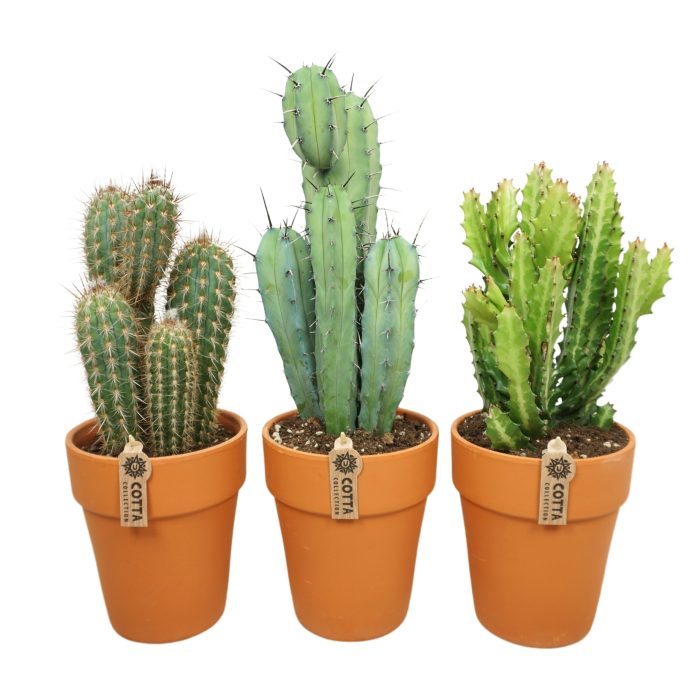 Cactus mix in 19 cm 'Terracotta Kraagpot', D 17