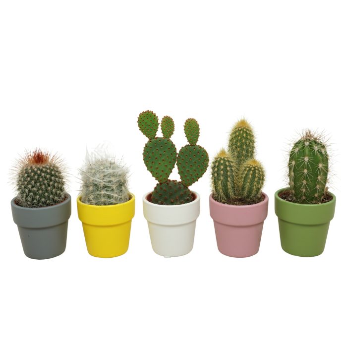 Cactus mix in 6 cm 'Durango Kraagpot', D 5,5