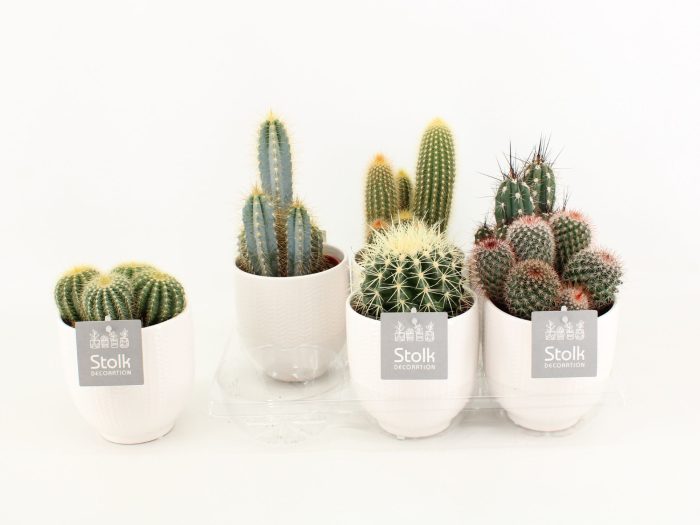 Cactus Mix in Liv keramiek, D 13