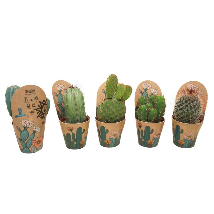 Cactus mix op rij 5,5 cm in Ubink potcover, D 5,5