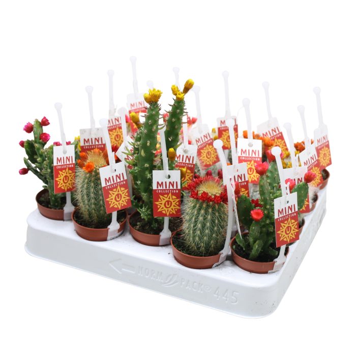 Cactus mix strobloem 5,5 cm met picker+etiket, D 5,5