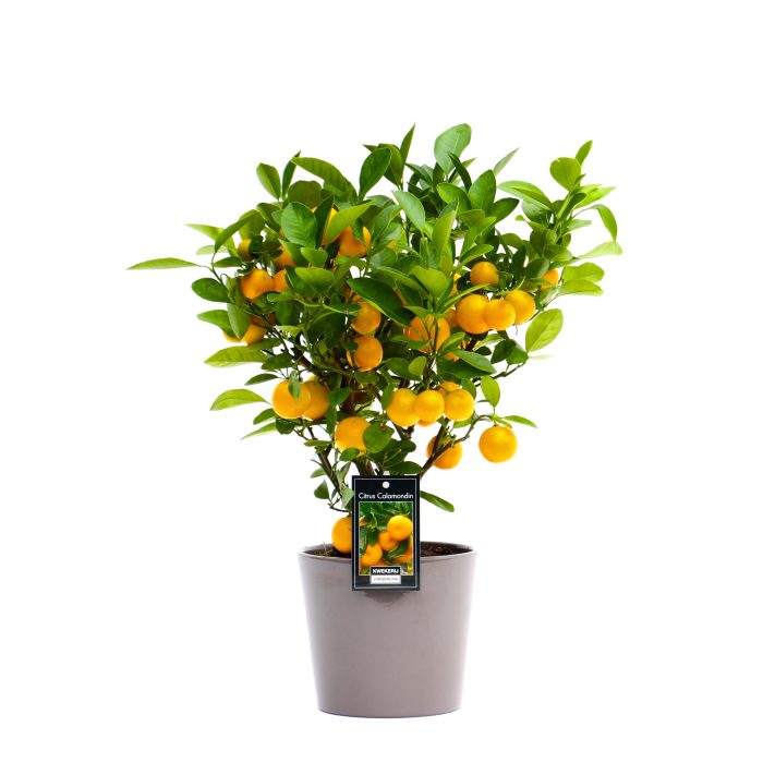 Calamondin in Keramiek Roma Taupe, D 16