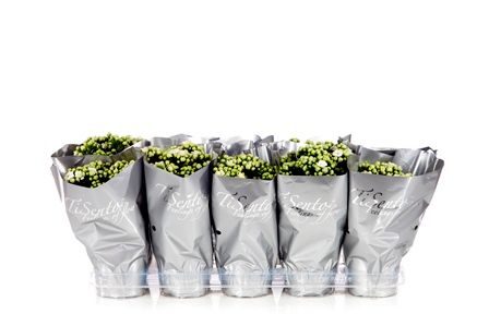 Calandiva 12 cm Wit in Zilver, D 12