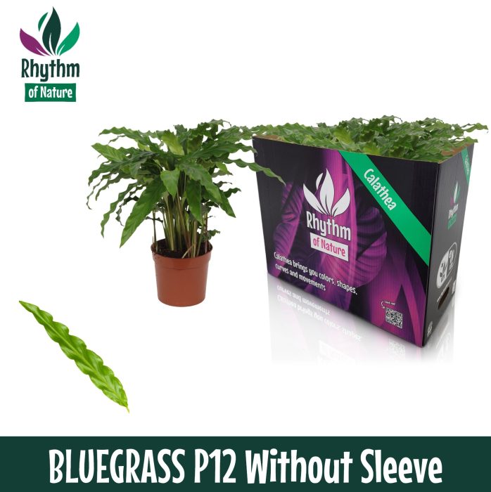 Calathea 12cm Bluegrass - Rhythm of Nature zonder hoes, D 12