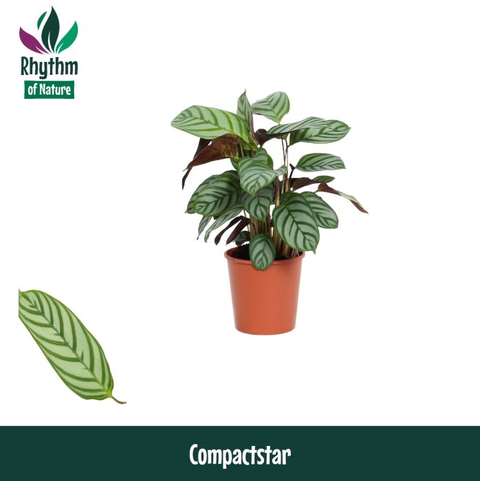 Calathea 12cm Compactstar - Rhythm of Nature (Ctenanhte), D 12