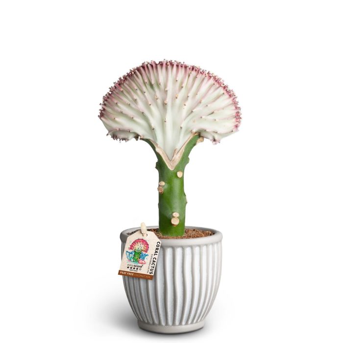 Athena, Euphorbia Lactea, D 10