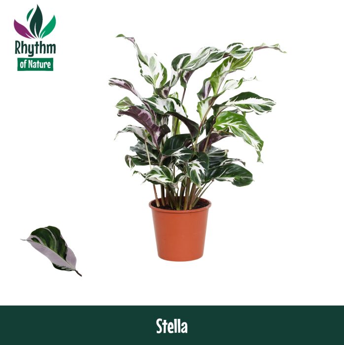 Calathea 14cm Stella - Rhythm of Nature, D 14