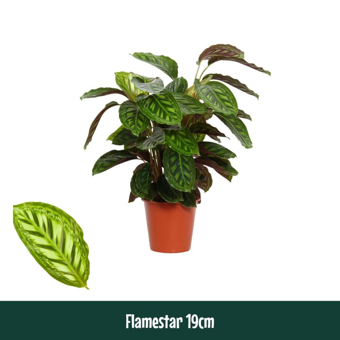Calathea 19cm Flamestar - Living, D 19