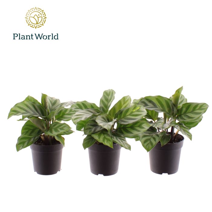 Calathea Freddie 7 cm, D 7