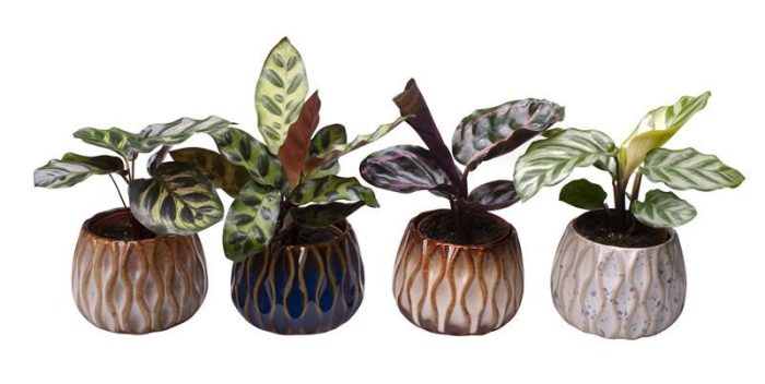 CALATHEA MIX 'L 65427', D 6