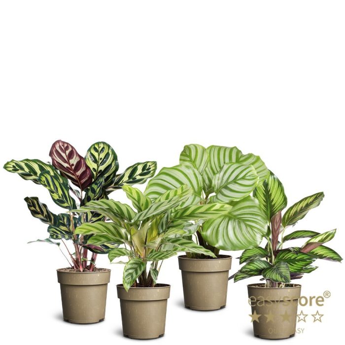 CALATHEA MIX 11180200, D 11