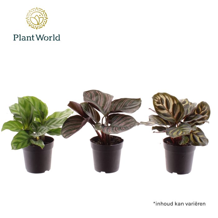 Calathea mix 7 cm, D 7