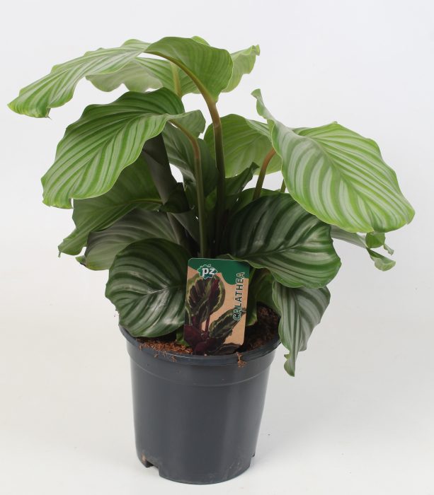 Calathea Orbifolia 21 cm, D 21