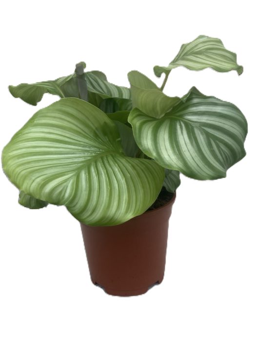 CALATHEA SPECIES Calathea orbifolia 17 cm, D 17