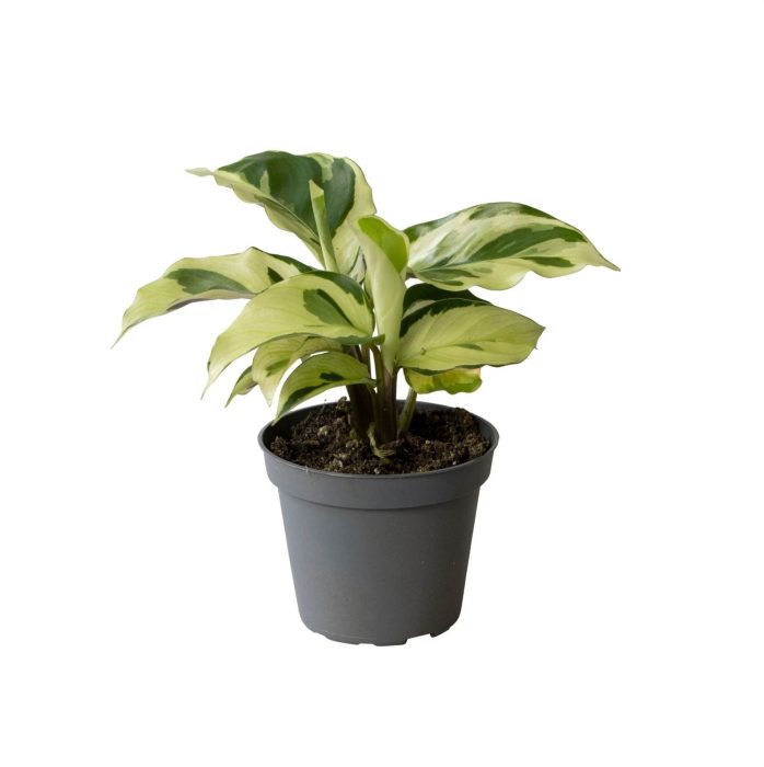 Calathea Yellow Fusion 6 cm, D 6